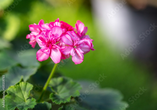 Pink flower in the garden. © schankz