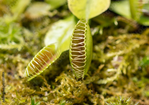 Venus flytrap plant in nature.