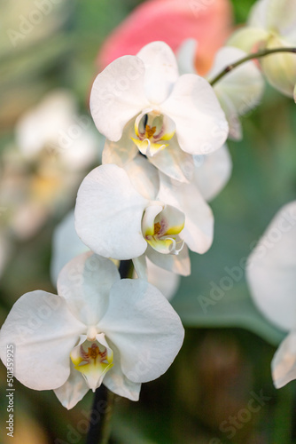 Fototapeta Naklejka Na Ścianę i Meble -  Beautiful white flower in nature.