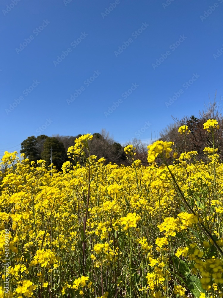 Obraz premium canola flower