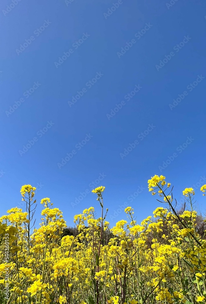 canola flower canola flower