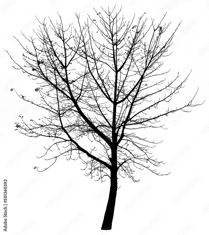Obraz premium Silhouette bare tree isolated on white background
