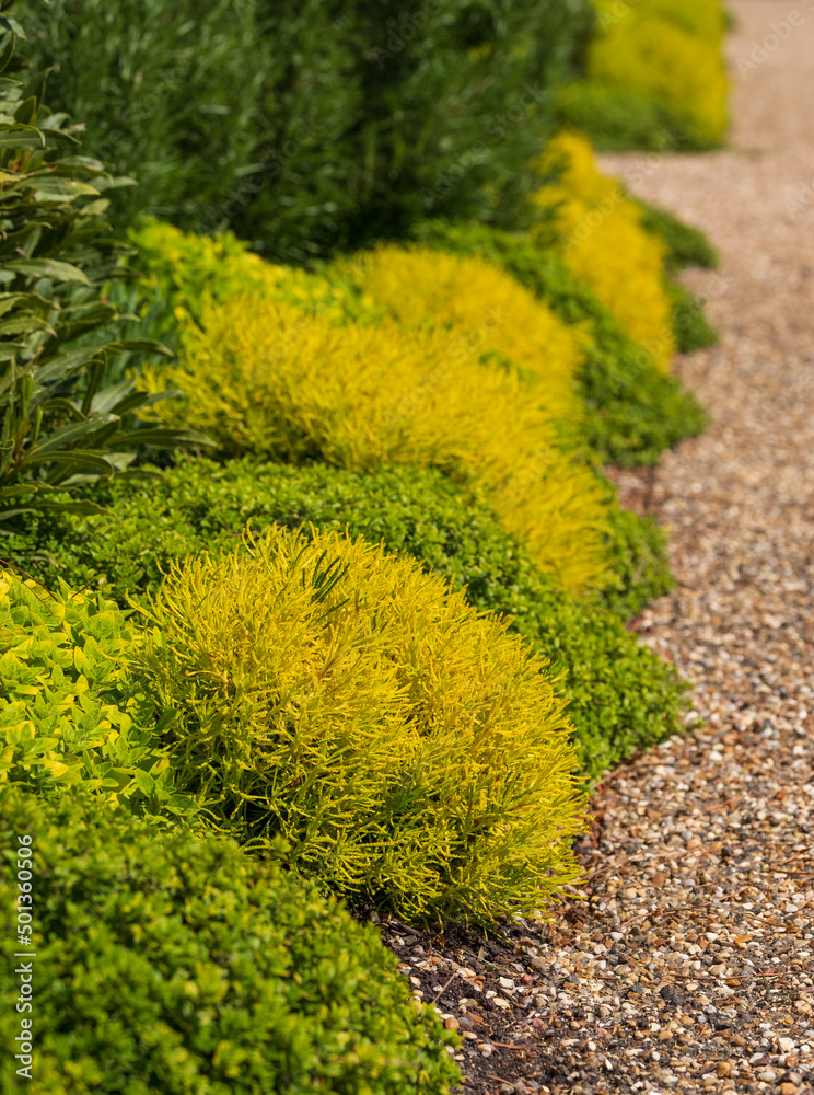 Φωτογραφία Variety of low growing textured yellow and green plants in a garden border