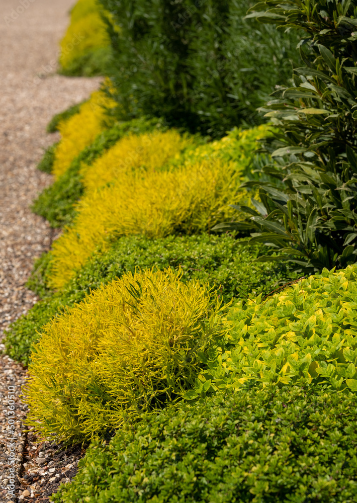 Φωτογραφία Variety of low growing textured yellow and green plants in a garden border