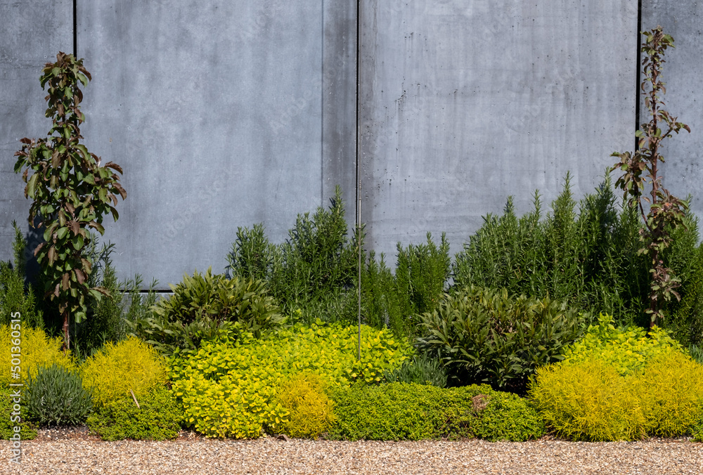 Φωτογραφία Variety of low growing textured yellow and green plants in a garden border