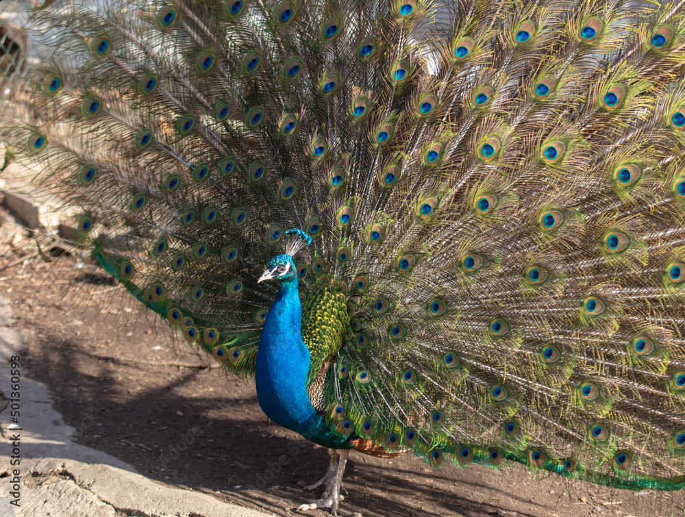 Fototapeta premium Portrait of a peacock in nature.