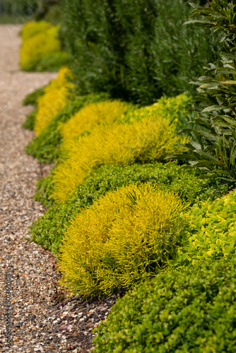 Variety of low growing textured yellow and green plants in a garden border. Photographed at Wisley, Surrey UK. 