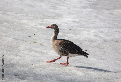 Portrait of a duck on ice