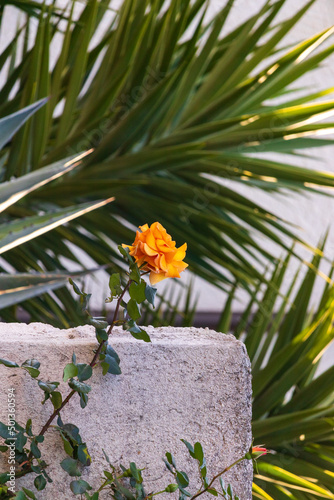 orange rose on wall in nature © BeatriceF.Gale