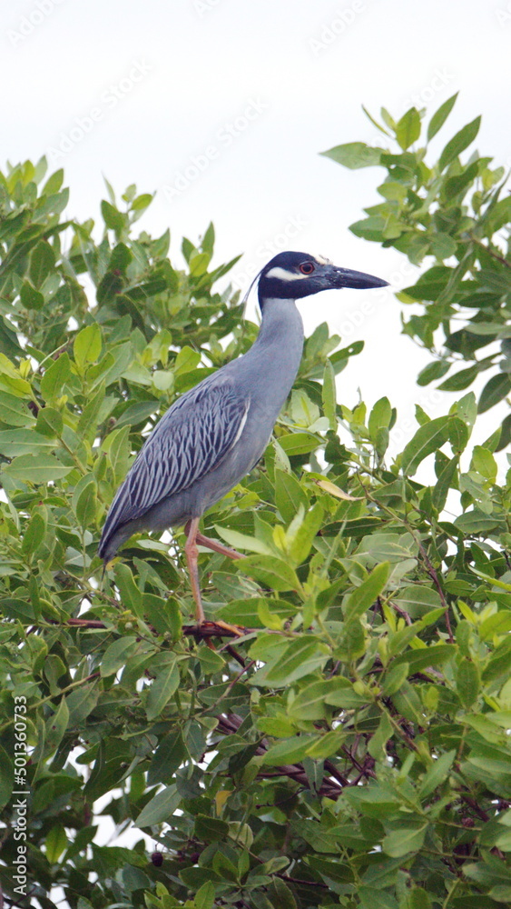 Fototapeta premium Black-crowned night heron (Nycticorax nycticorax) perched in a tree in Canoa, Ecuador