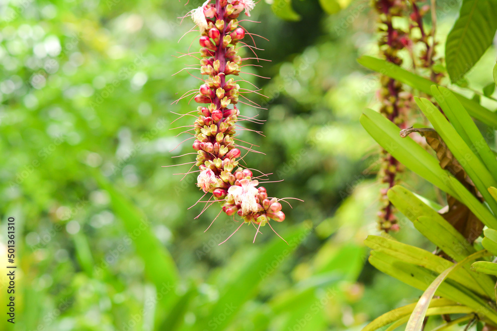 Fototapeta premium red and yellow flowers