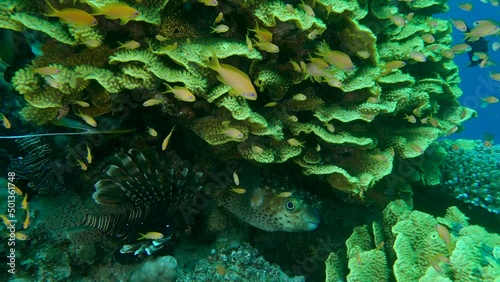 Close up of Porcupine Fish hiding under coral reef, other fish swim around the corals. Ajargo, Giant Porcupinefish or Spotted Porcupine Fish - Diodon hystrix. Red sea, Egypt photo