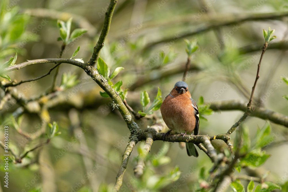 Fototapeta premium Fringilla coelebs - Chaffinch - Pinson des arbres