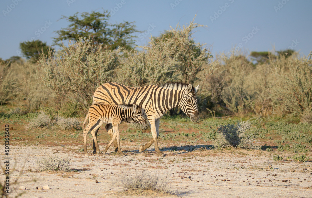 Obraz premium Zebra mare with foal, Etosha National Park, Namibia