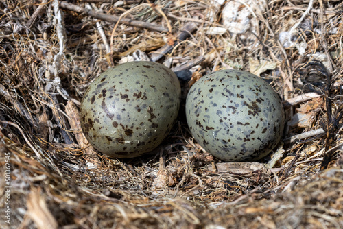 seagull eggs in their nest