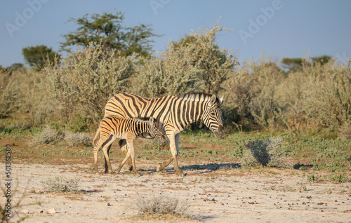 Zebra mare with foal  Etosha National Park  Namibia