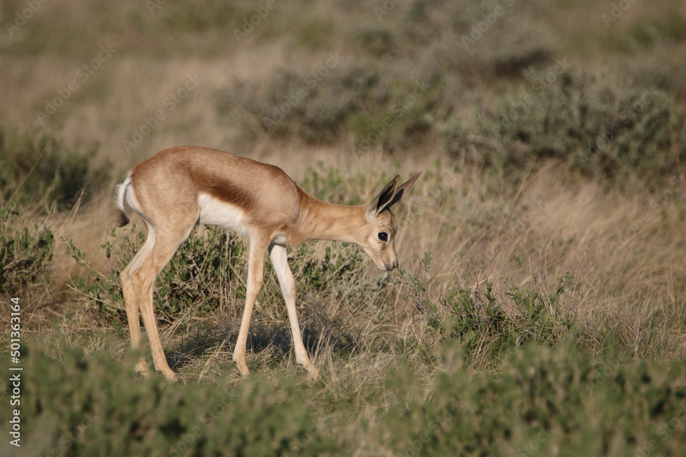 Springbok lamb, Etosha National Park, Namibia Springbok lamb, Etosha National Park, Namibia