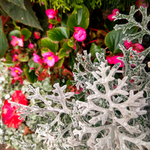 Photo of decorative flowers and ornamental plants.