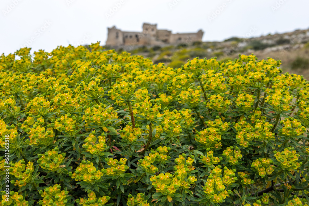 a euphorbia bush with a blurry castle of Santa Caterina background. Favignana,(Egadi) Aegadian Islands, Trapani, Sicily, Italy