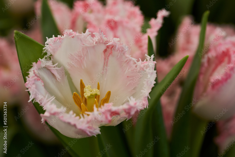 Various tulips in the park