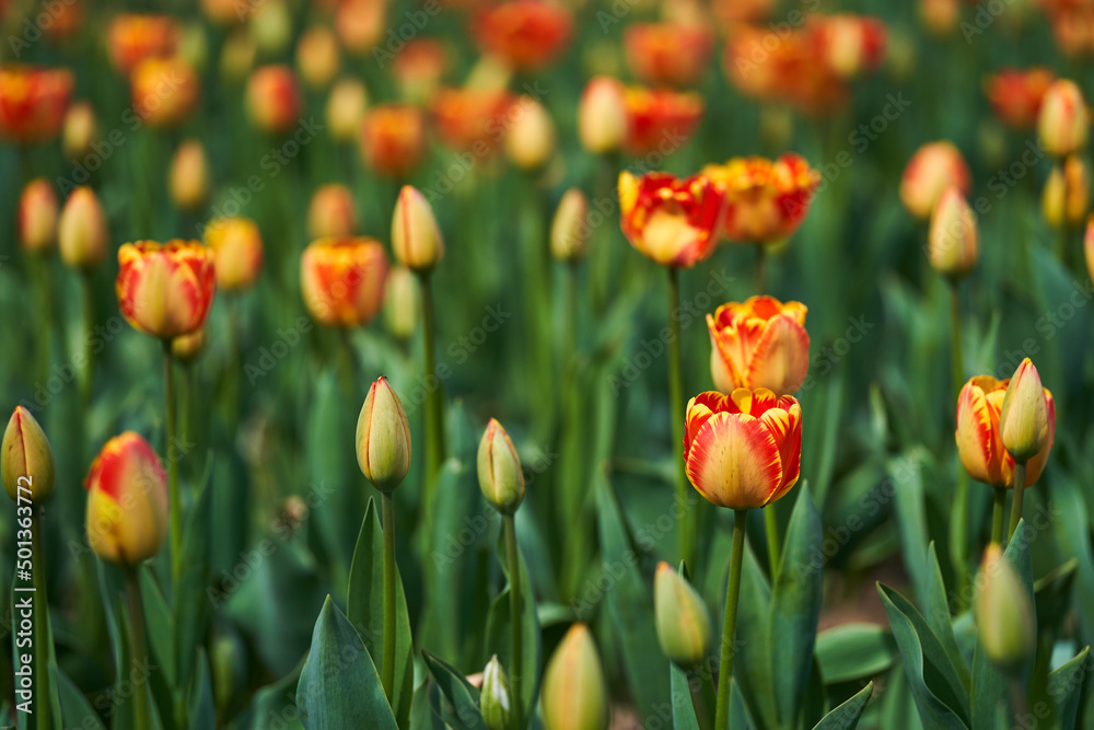 Obraz premium Various tulips in the park