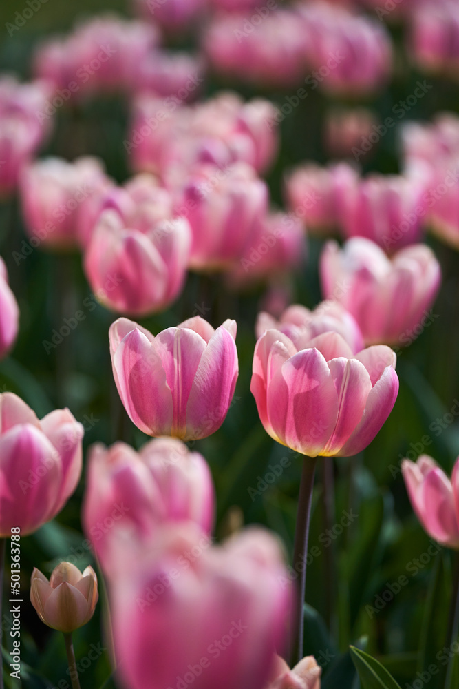 Various tulips in the park Various tulips in the park