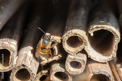 Pollinisateurs - Osmie cornue occupant un hôtel à insectes en bambou