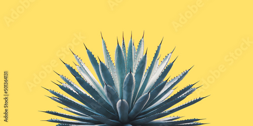 Black-Spined Agave Plant in Blue Tone Color Isolated on Yellow Background photo