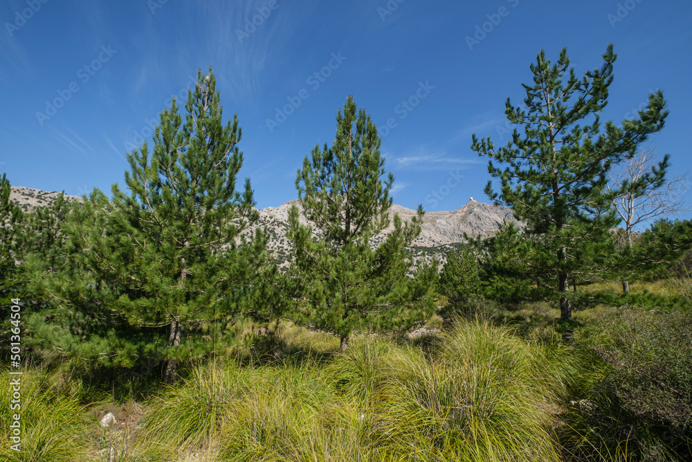 Obraz premium Cuber Reservoir and Puig Major, top of majorca, Fornalutx, Majorca, Balearic Islands, Spain