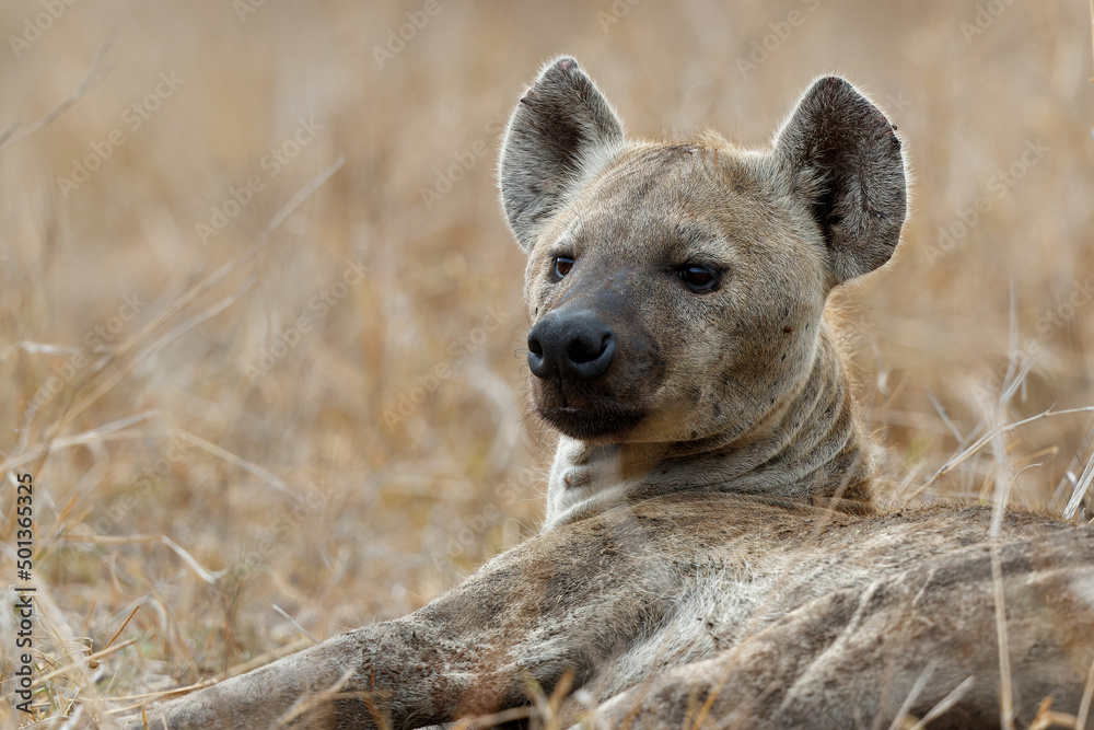Hyena resting near Satara restcamp in Kruger National Park in South Africa Hyena resting near Satara restcamp in Kruger National Park in South Africa