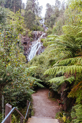 Steavenson Falls in Marysville Australia