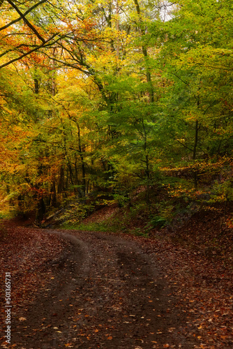 Path in the Palatinate forest with trees with green, yellow and orange leaves on a fall day near Potzbach, Germany.