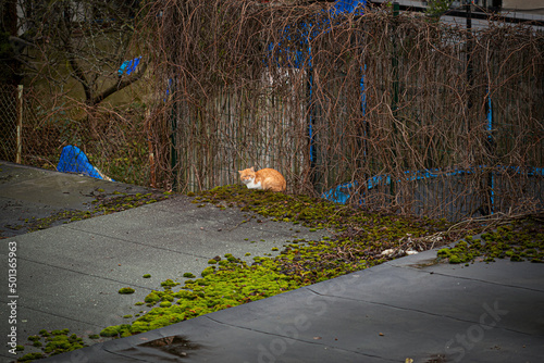 Abandoned rusty cat on the old garage roof.