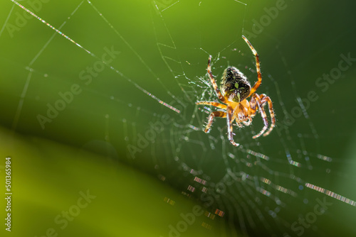 Spider on a cobweb on a green background. Crusader spider on cobweb with forest background.