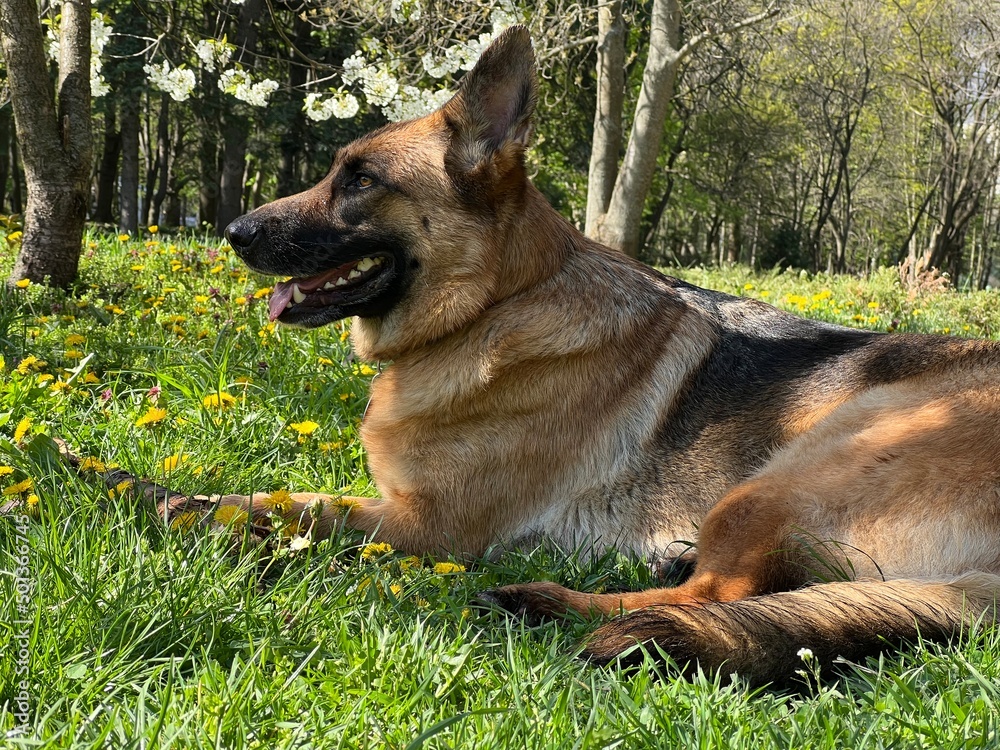 German shepherd in the park German shepherd in the park