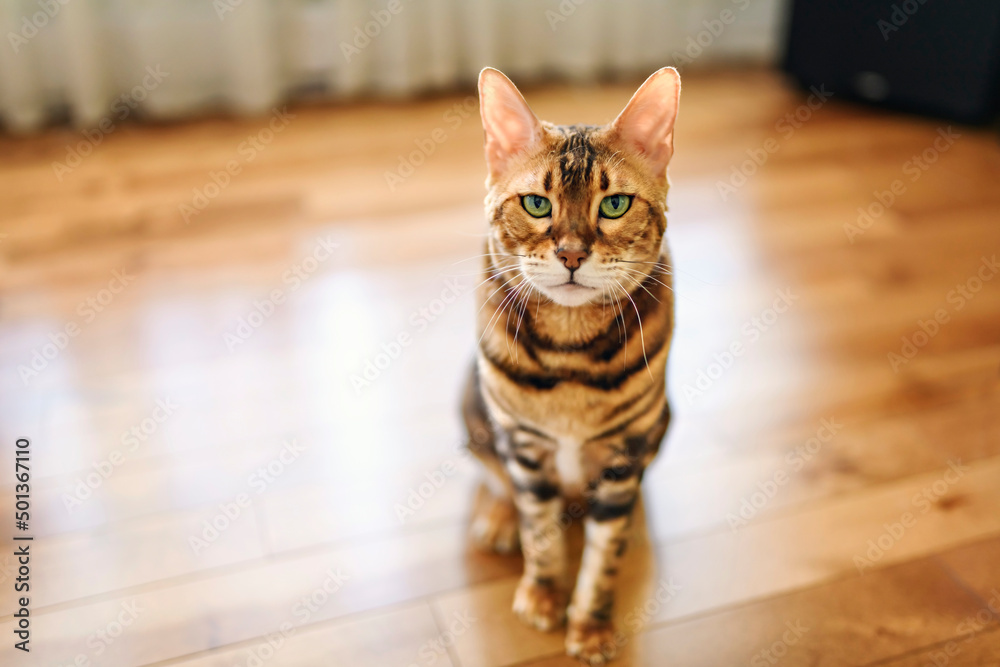 Bengal cat like a leopard sneaks at home