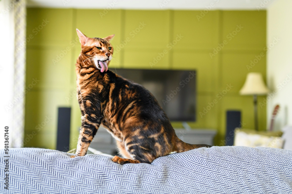 Bengal cat like a leopard sneaks at home lick is fur