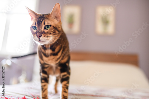 Bengal cat like a leopard sneaks at home bedroom © Louis-Photo