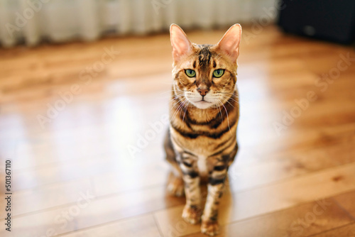 Bengal cat like a leopard sneaks at home © Louis-Photo