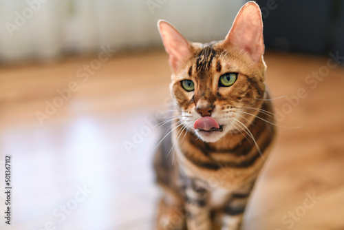 Photography Bengal cat like a leopard sneaks at home