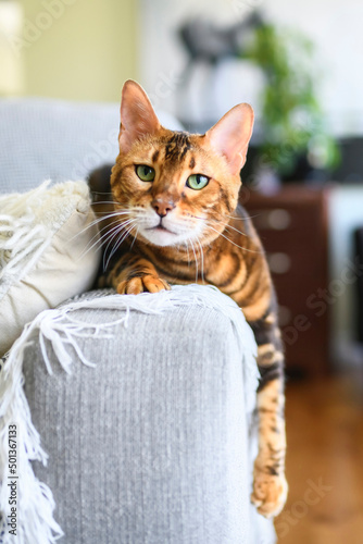 Bengal cat like a leopard sneaks at home photo