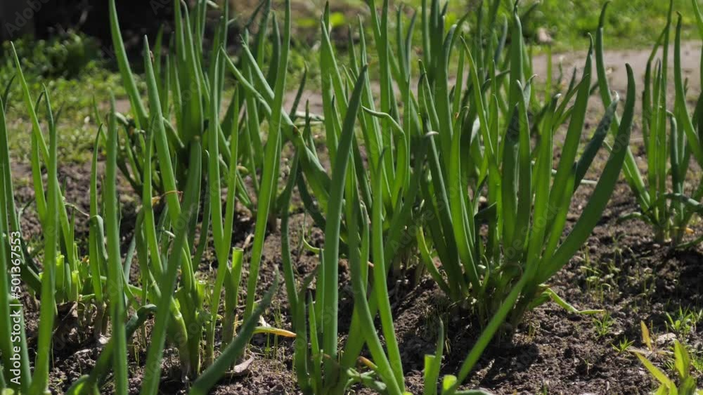 Close-up of fresh green onions in a rural vegetable garden. Garden bed with vegetables. Greens for salad. Onion bed. Green onion feather. gardening concept. Close-up of fresh green onions in a rural vegetable garden. Garden bed with vegetables. Greens for salad. Onion bed. Green onion feather. gardening concept.