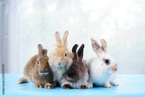 Four of fluffy bunny young adorable rabbits lying on blue floor