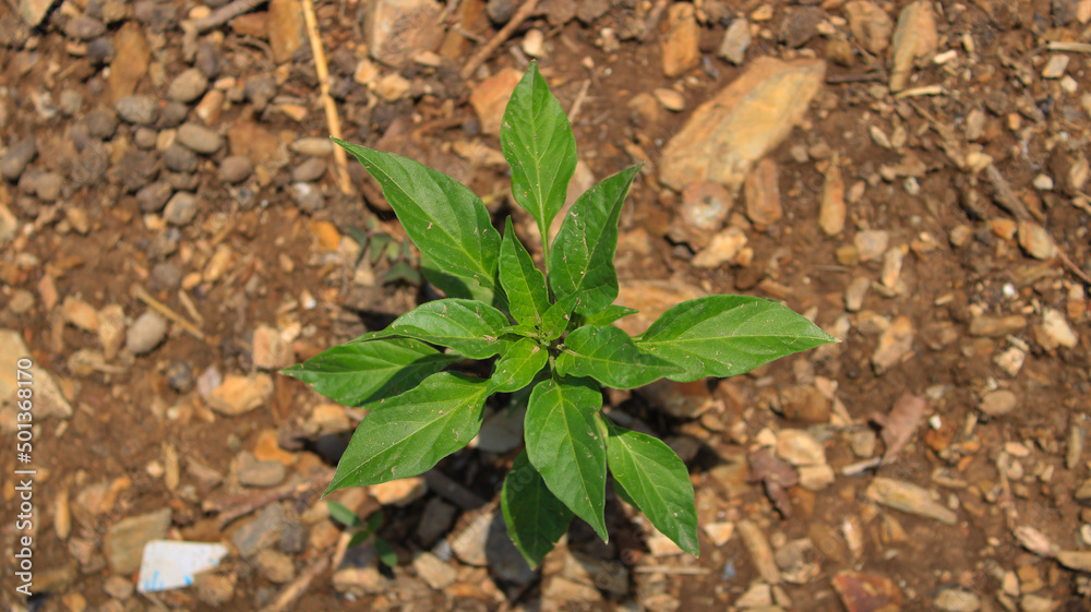 Capsicum frutescens or chilly plant growing in a alluvial soil. capture during mid- day with high angle camera short. Capsicum frutescens or chilly plant growing in a alluvial soil. capture during mid- day with high angle camera short.