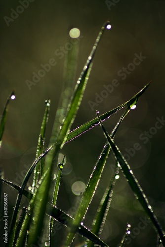 water drops on a grass