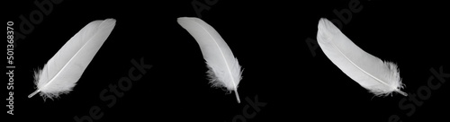Fotografia white feather of a goose on a black background