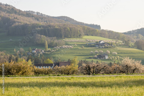 typical local farm during blossom in Baselland near Zeglingen