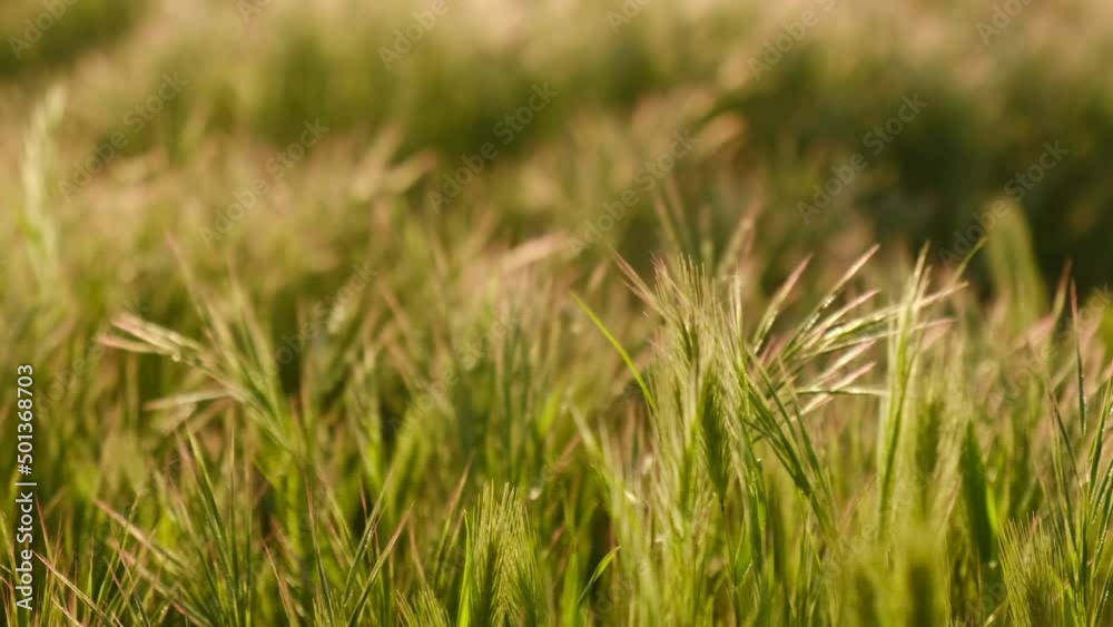 Green weeds waves in the slight breeze under sunset lights in two time slow motion Green weeds waves in the slight breeze under sunset lights in two time slow motion