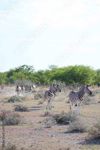 Zebra walking in the dust in Etosha National Park  Namibia