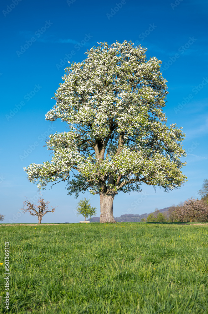 giant pear tree in meadow in spring during blossom giant pear tree in meadow in spring during blossom